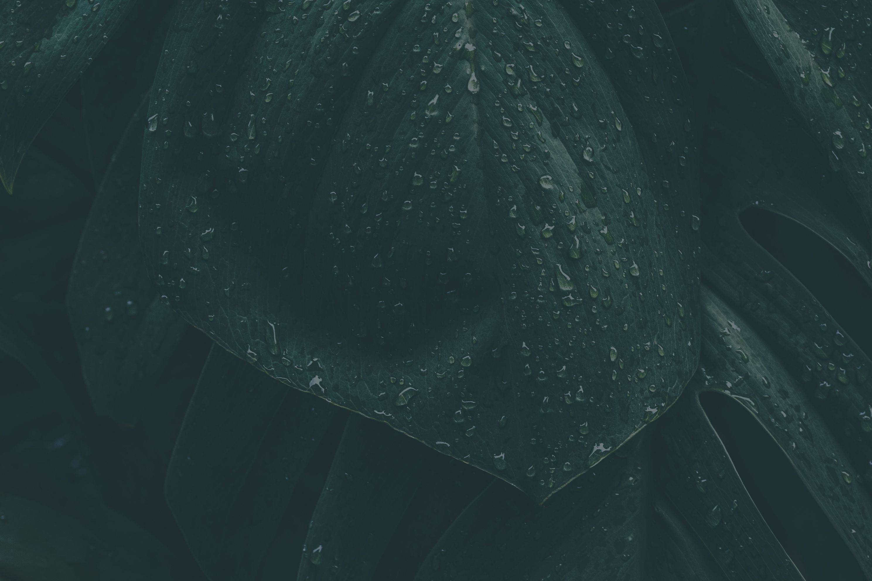 leaves background