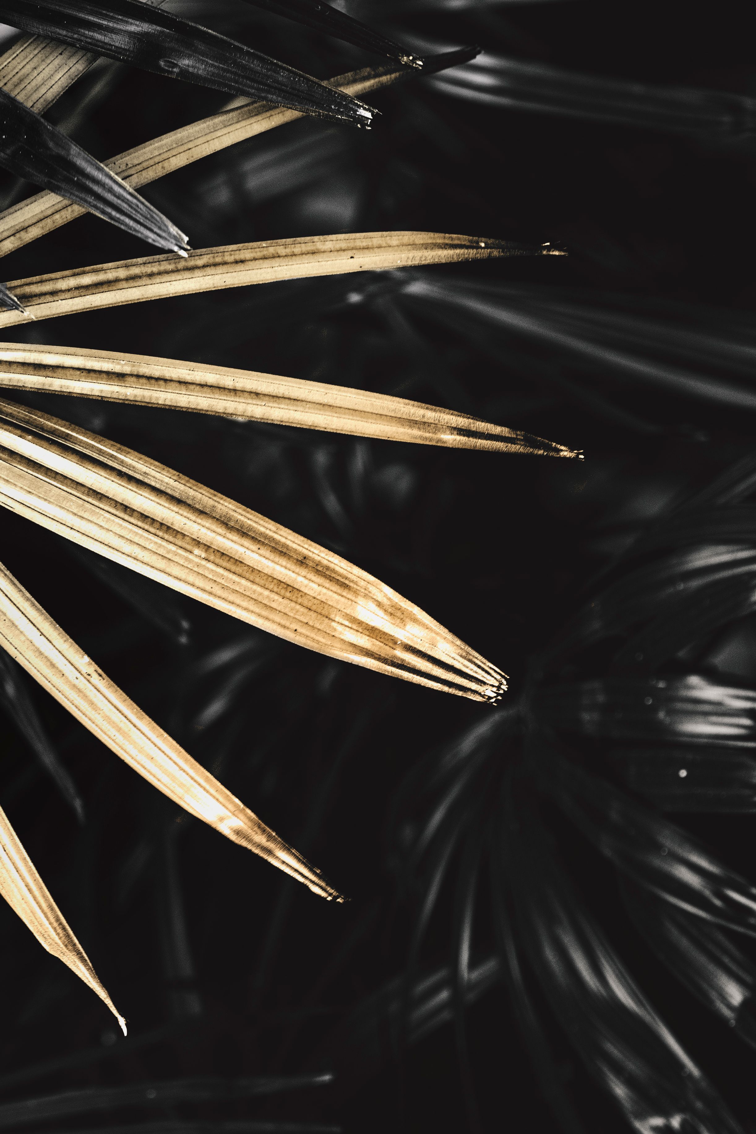 golden leaf on black background